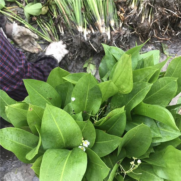 黑三棱-- 萧山益农小沈水生植物基地