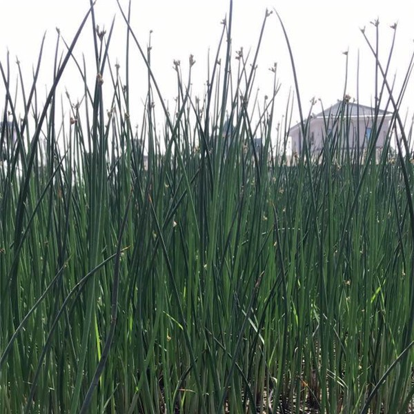 水葱-- 萧山益农小沈水生植物基地