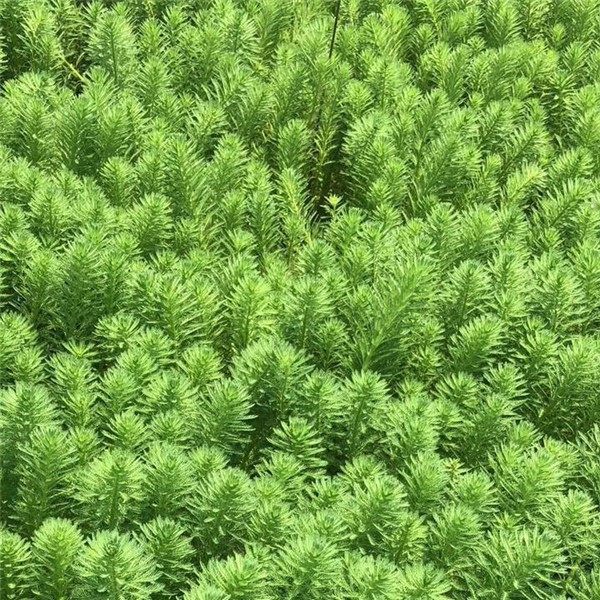 狐尾藻-- 萧山益农小沈水生植物基地