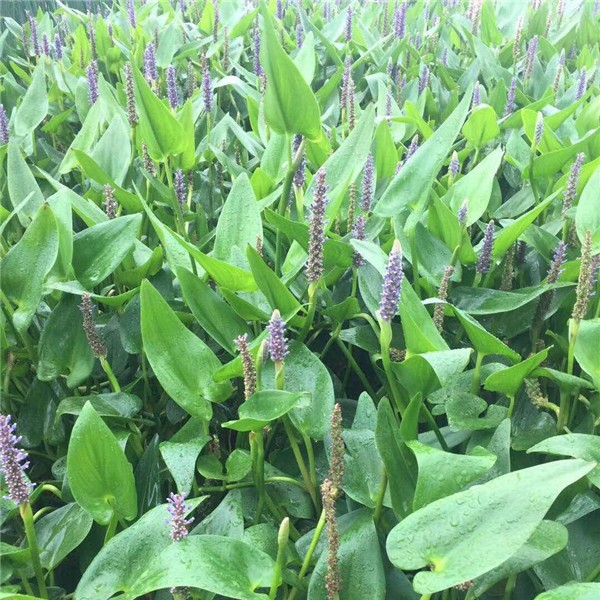 梭鱼草-- 萧山益农小沈水生植物基地