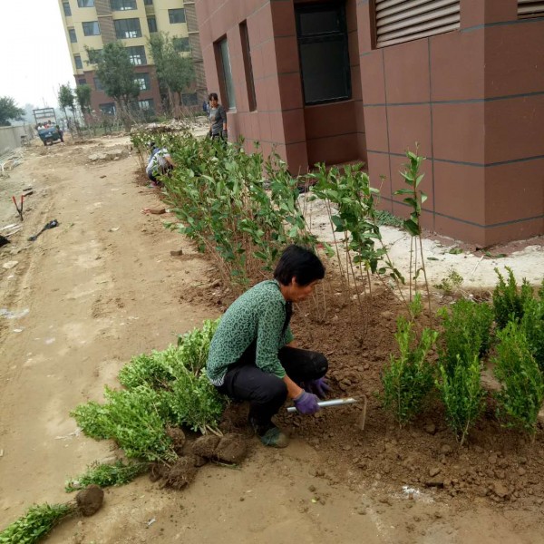 绿化工程-- 向阳绿化苗木基地