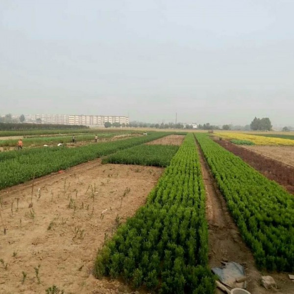 大叶黄杨-- 向阳绿化苗木基地