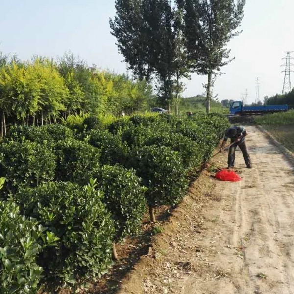 冬青球-- 向阳绿化苗木基地