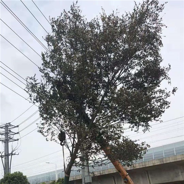 朴树-- 南京市浦口区枫景苗圃场