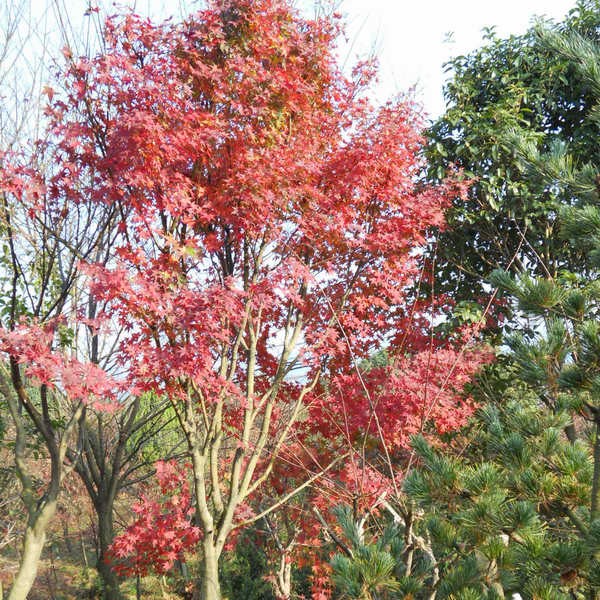 鸡爪槭-- 旭日苗圃基地