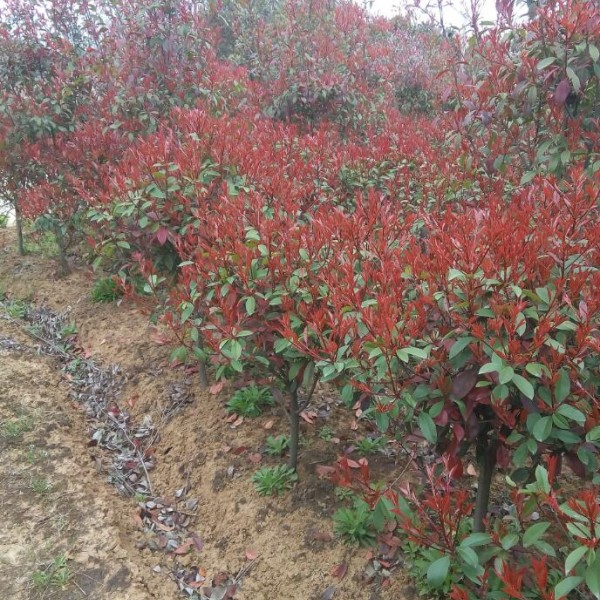 红叶石楠-- 旭日苗圃基地