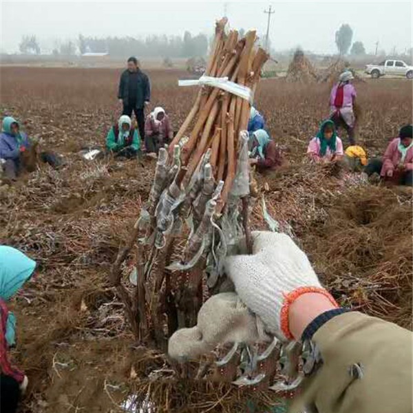 嫁接苗-- 永清葡萄苗新品种繁育场