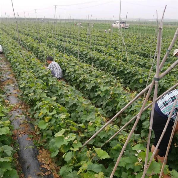 新品种苗木基地-- 永清葡萄苗新品种繁育场