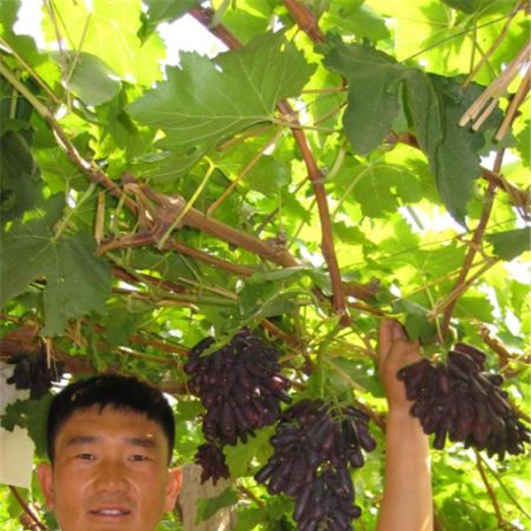 甜蜜蓝宝石-- 永清葡萄苗新品种繁育场