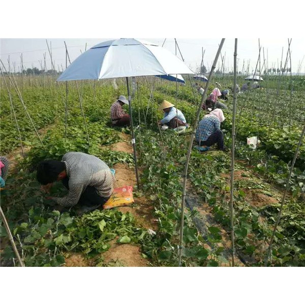 甜蜜蓝宝石嫁接基地-- 永清葡萄苗新品种繁育场