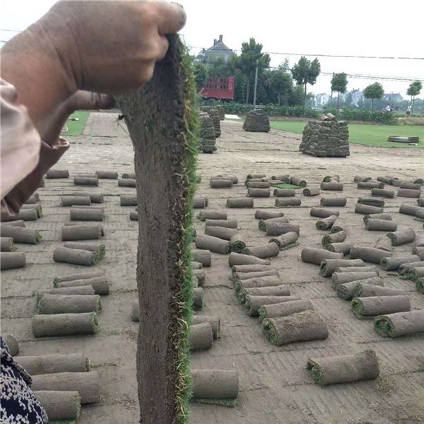 百慕大草卷-- 草坪种植