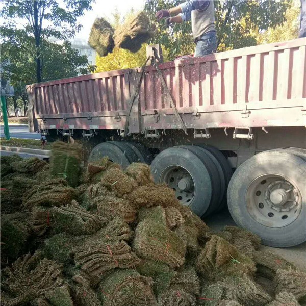 百慕大草坪装车-- 草坪种植