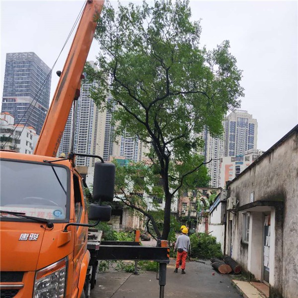 广州庭院树木迁移种植 广州庭院树木修剪砍伐-- 广东园林树木修剪砍伐_广州道路树木迁移种植