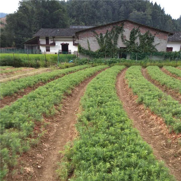 良种红心杉批发价格 良种红心杉培育基地-- 铜鼓县征杰苗木种植基地