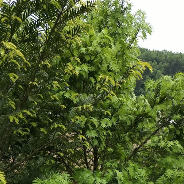 红豆杉批发价格 红豆杉培育基地-- 铜鼓县征杰苗木种植基地