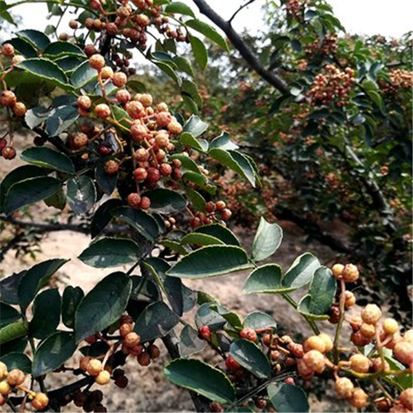 黄盖花椒苗-- 优质花椒苗种植基地