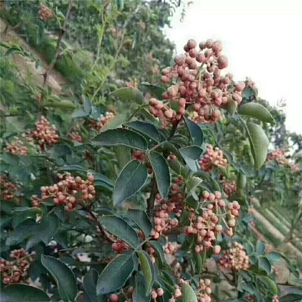 黄盖花椒苗-- 优质花椒苗种植基地