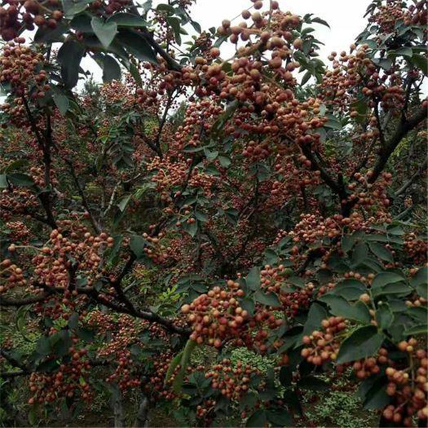 黄盖花椒苗-- 优质花椒苗种植基地