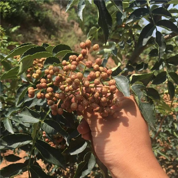 南强一号花椒苗-- 优质花椒苗种植基地