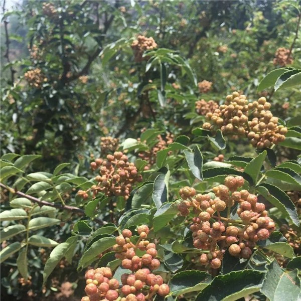 南强一号花椒苗-- 优质花椒苗种植基地