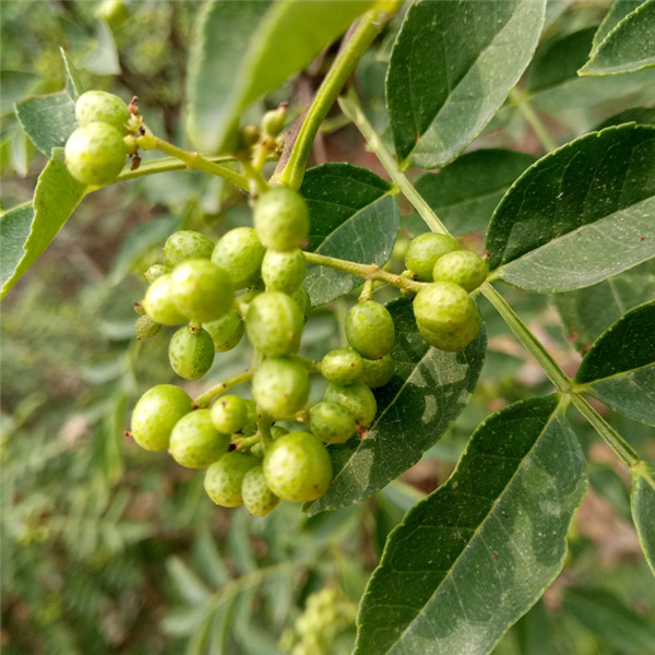 狮子头花椒苗-- 优质花椒苗种植基地