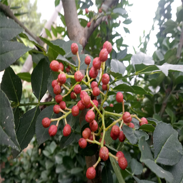 无刺花椒苗-- 优质花椒苗种植基地