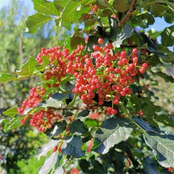 无刺花椒苗-- 优质花椒苗种植基地