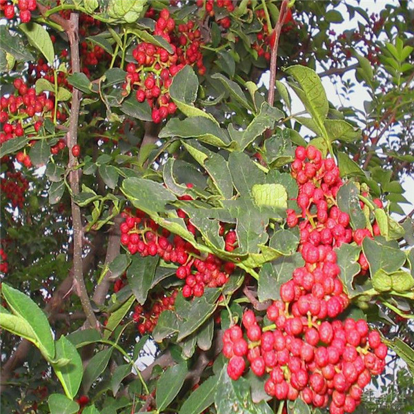 狮子头花椒苗-- 优质花椒苗种植基地