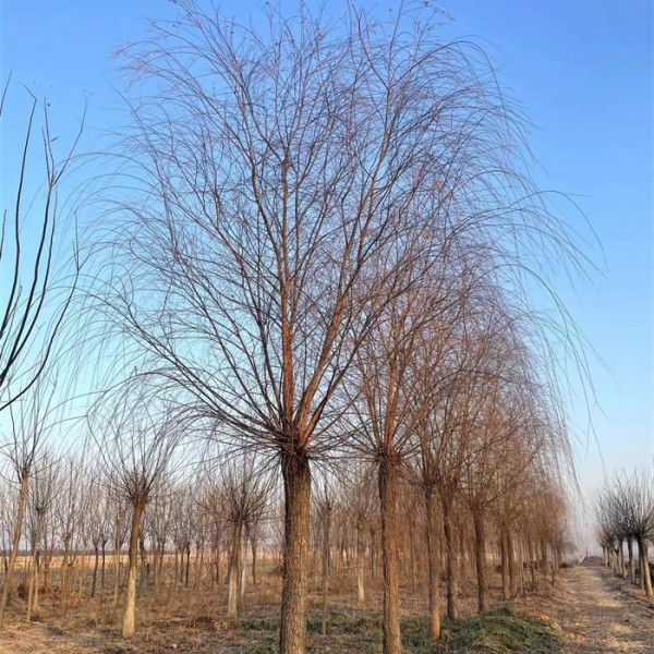 垂柳-- 天津蓟州区卫矛球基地