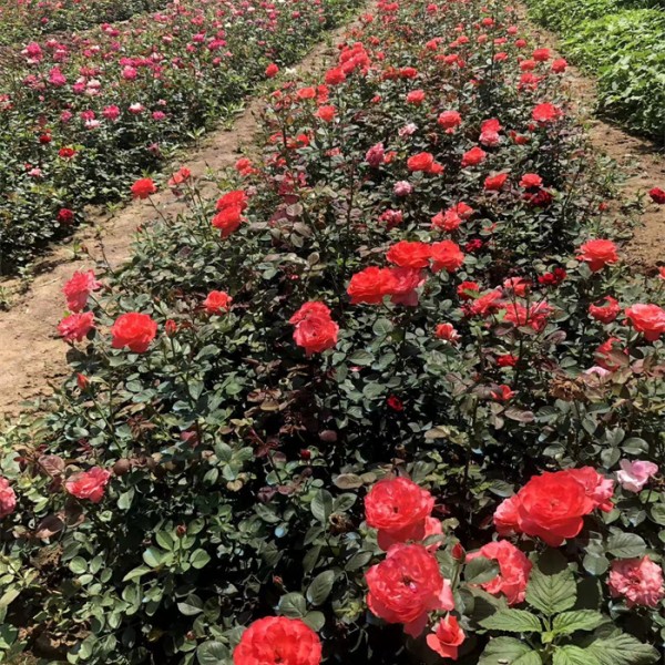 月季花-- 天津蓟州区卫矛球基地