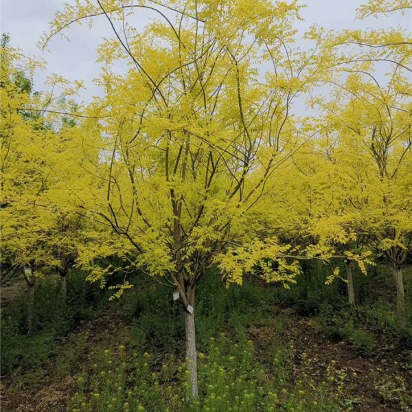 金叶槐-- 河北保定华洲苗木基地  