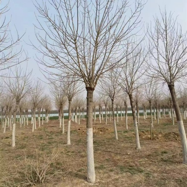 金叶白蜡-- 河北保定华洲苗木基地  